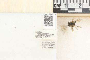 Media type: image;   Entomology 770183 Aspect: Labels